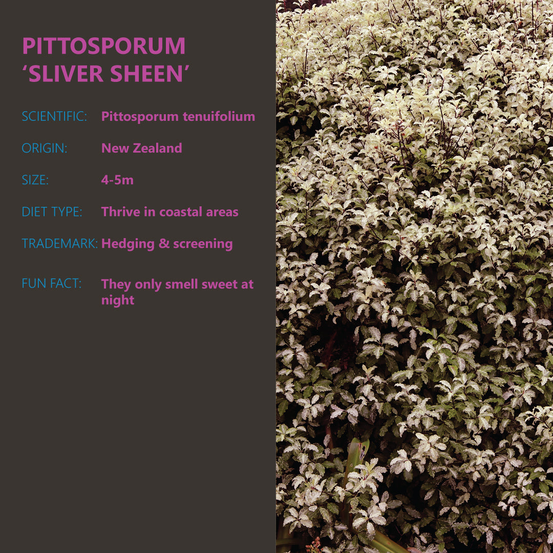 Pittosporum - Plant of the Week