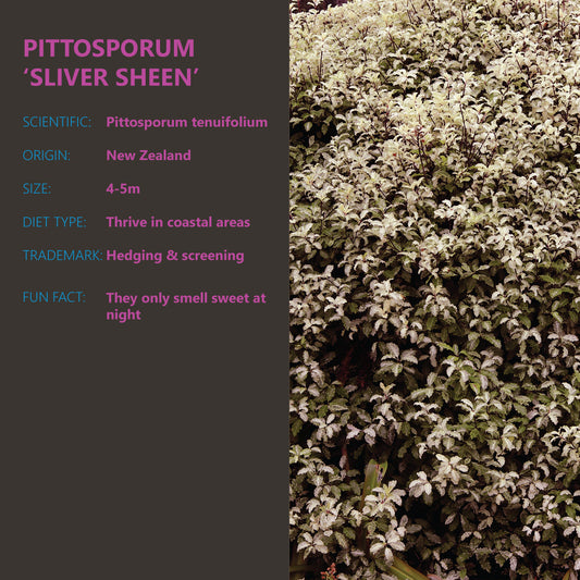 Pittosporum - Plant of the Week