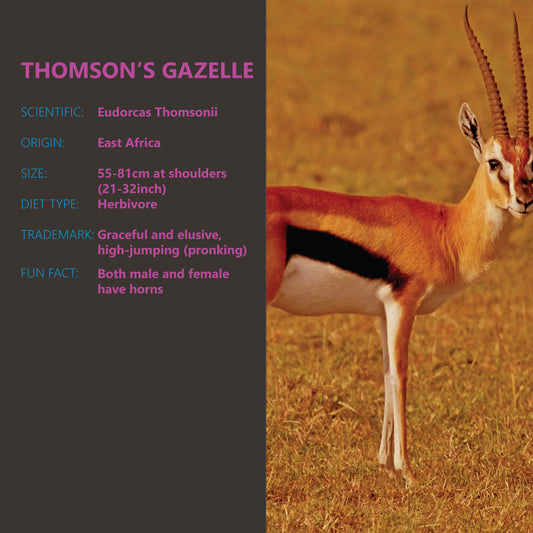 GAZELLE- ANIMAL OF THE WEEK