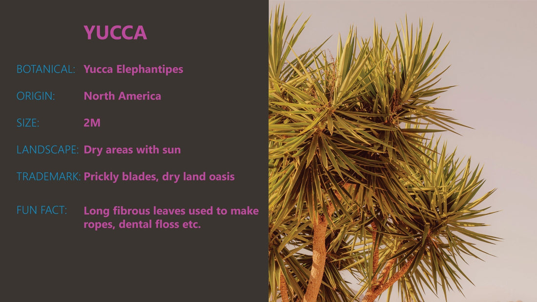 Plant of the Week