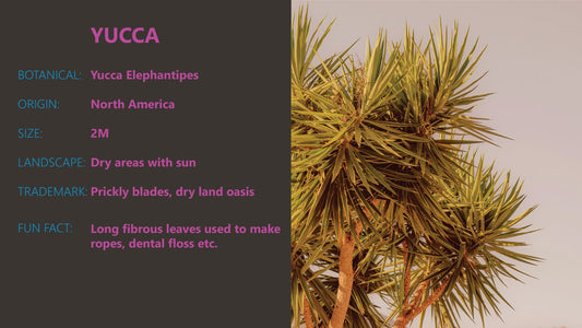 Plant of the Week